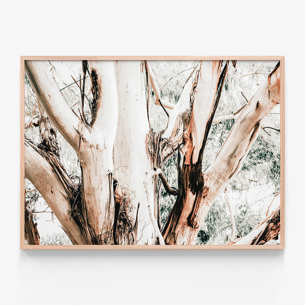 Eucalyptus Trunk