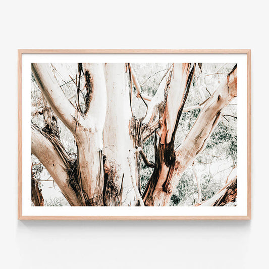 Eucalyptus Trunk