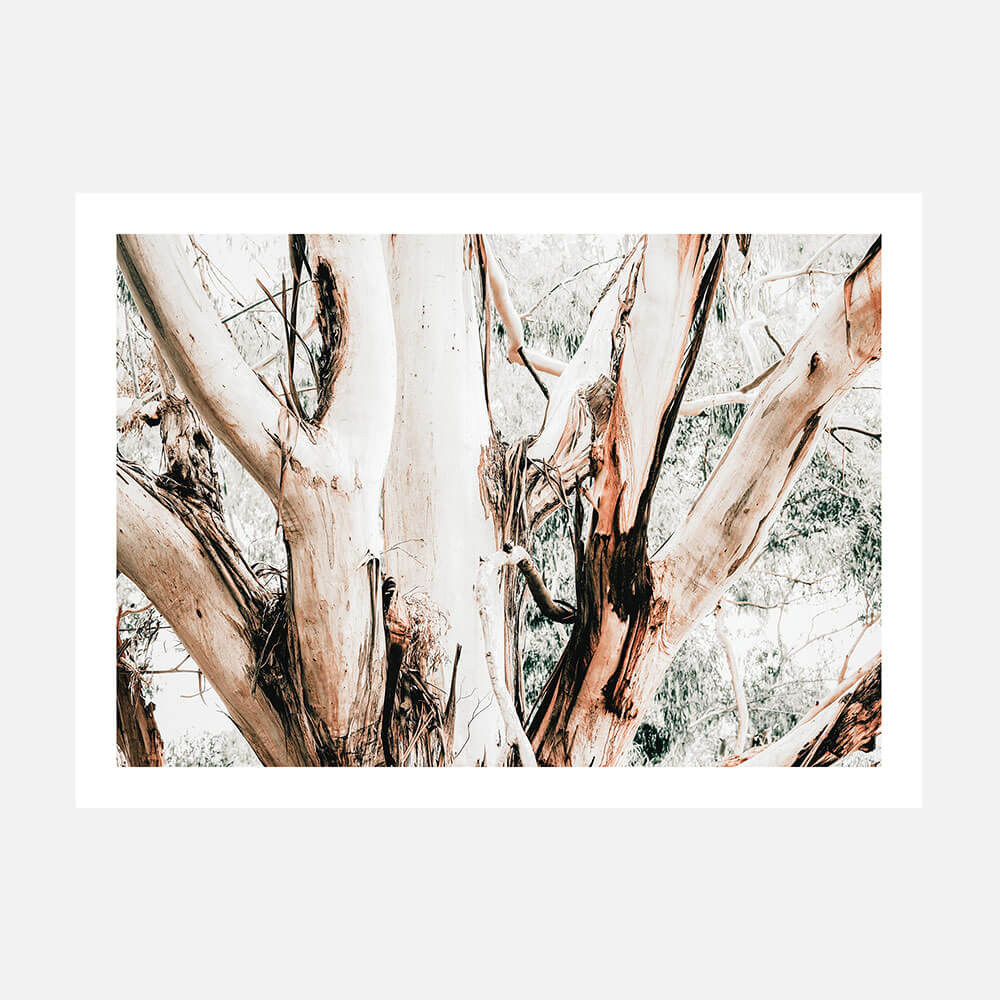 Eucalyptus Trunk