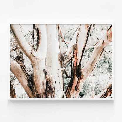 Eucalyptus Trunk