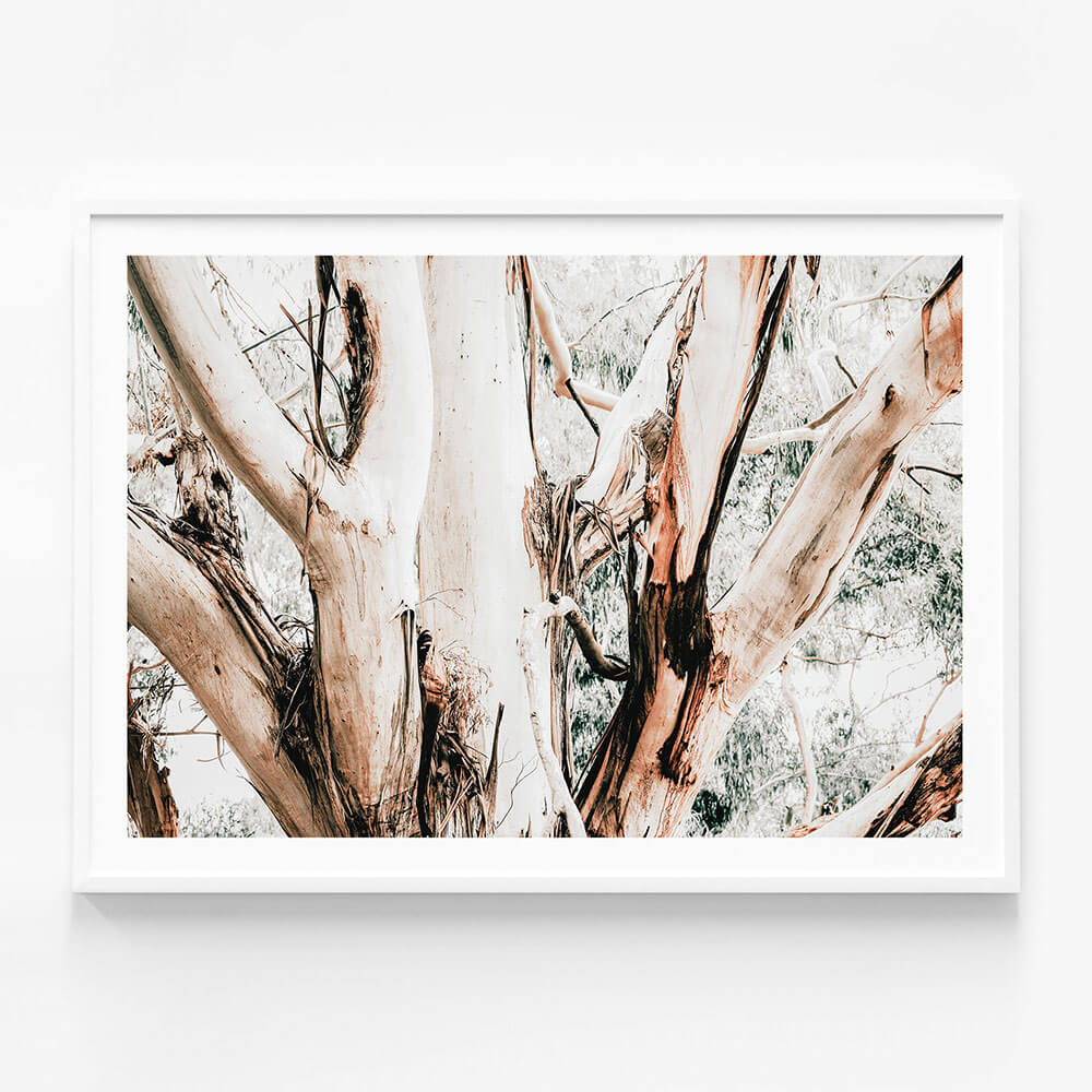 Eucalyptus Trunk