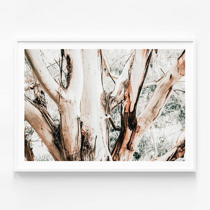 Eucalyptus Trunk