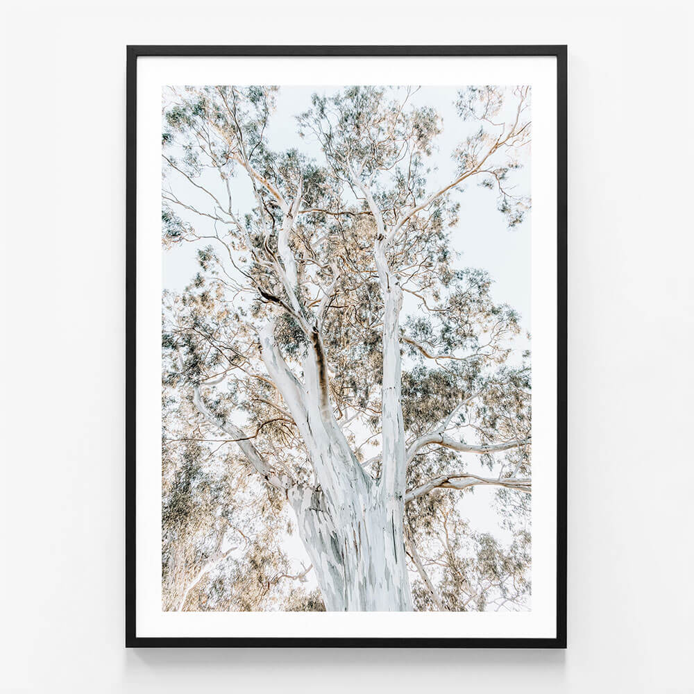 Eucalyptus View No. 2