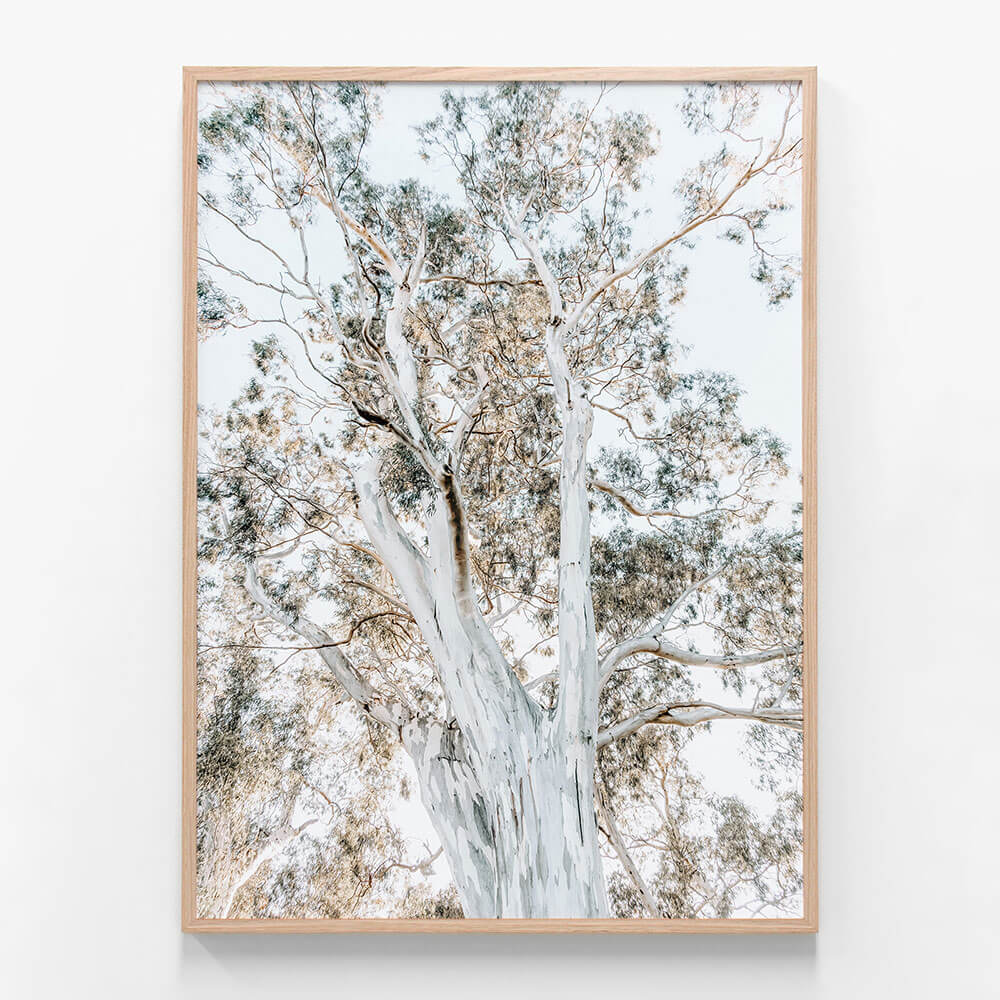 Eucalyptus View No. 2