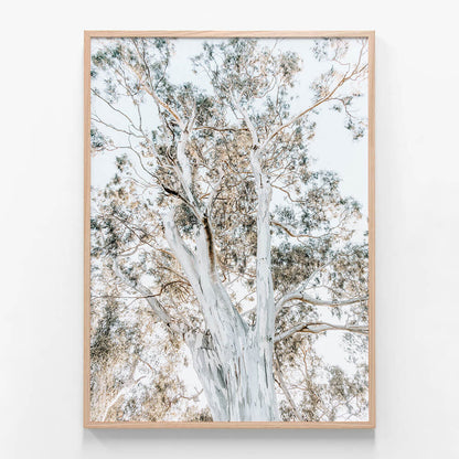 Eucalyptus View No. 2