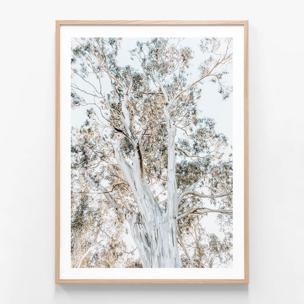 Eucalyptus View 2 wall art print in oak frame