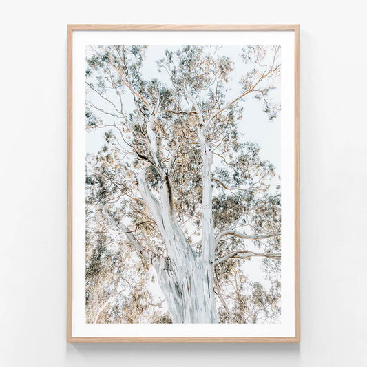 Eucalyptus View 2 wall art print in oak frame