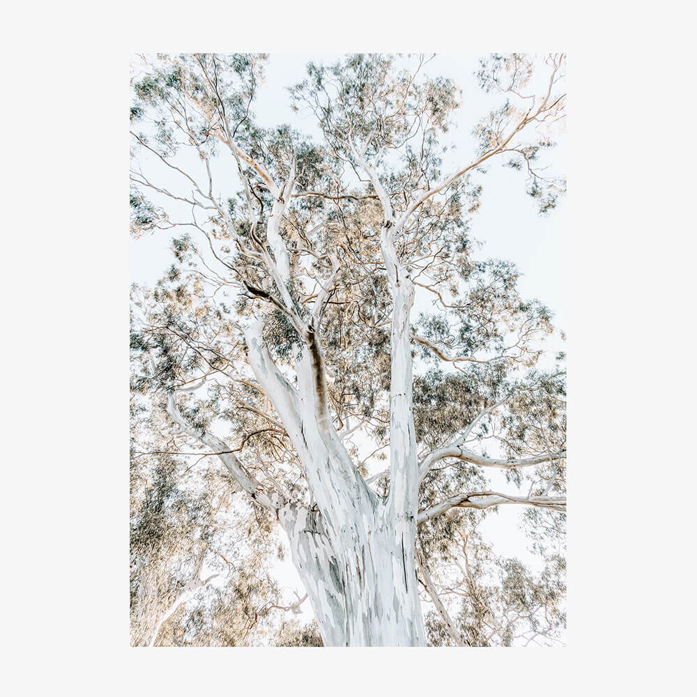 Eucalyptus View No. 2