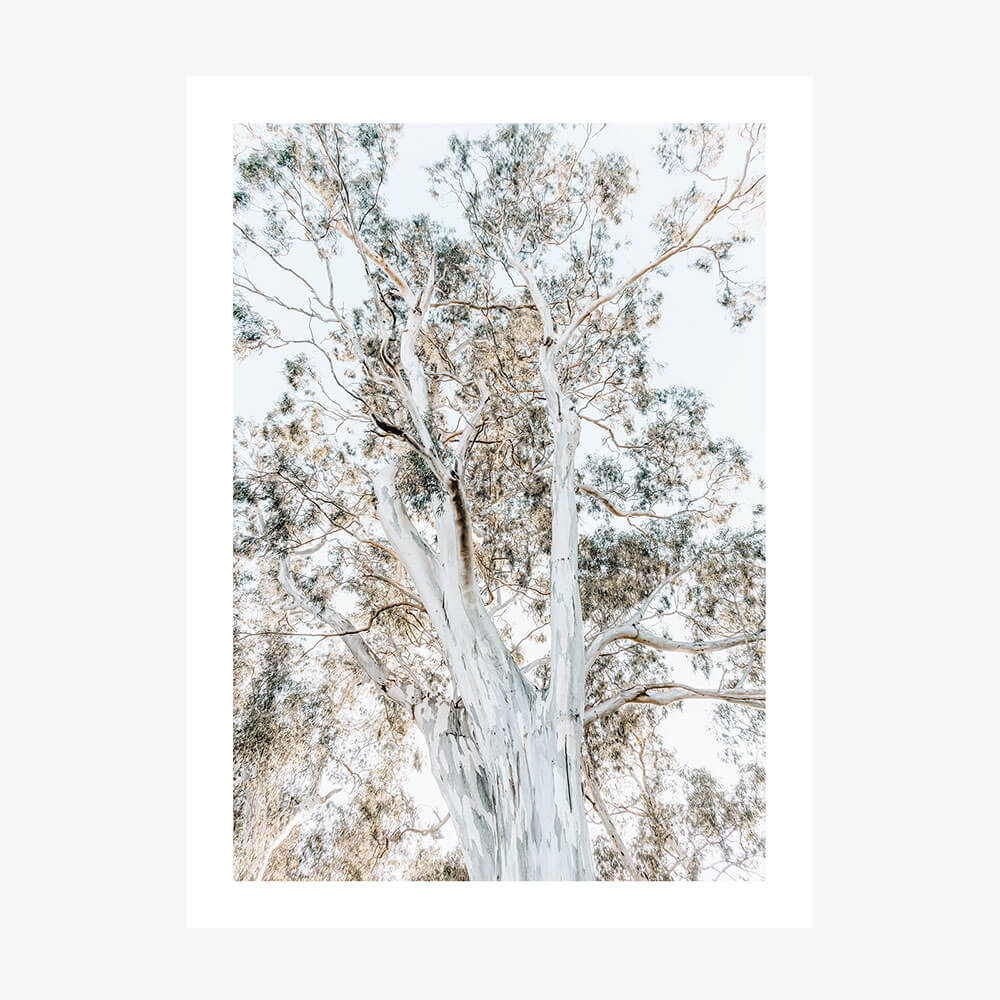 Eucalyptus View 2 wall art print