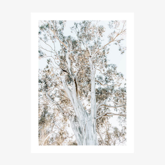 Eucalyptus View 2 wall art print