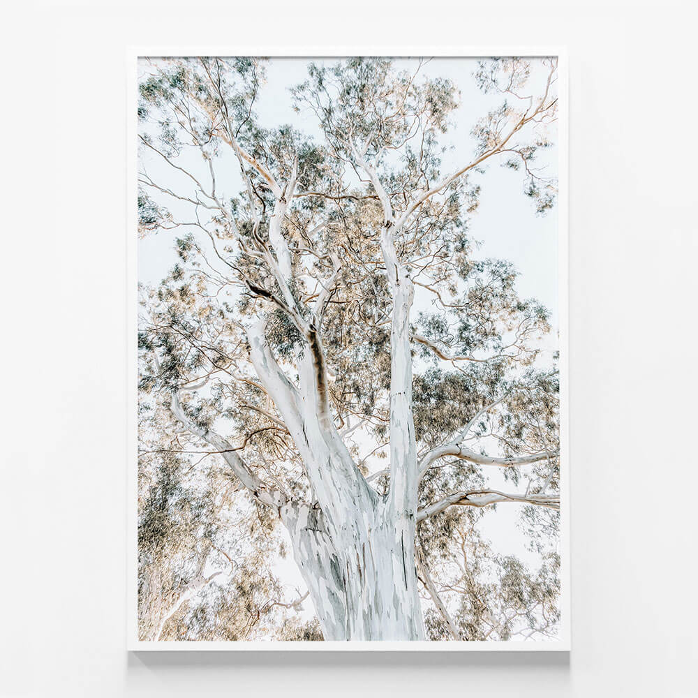 Eucalyptus View No. 2