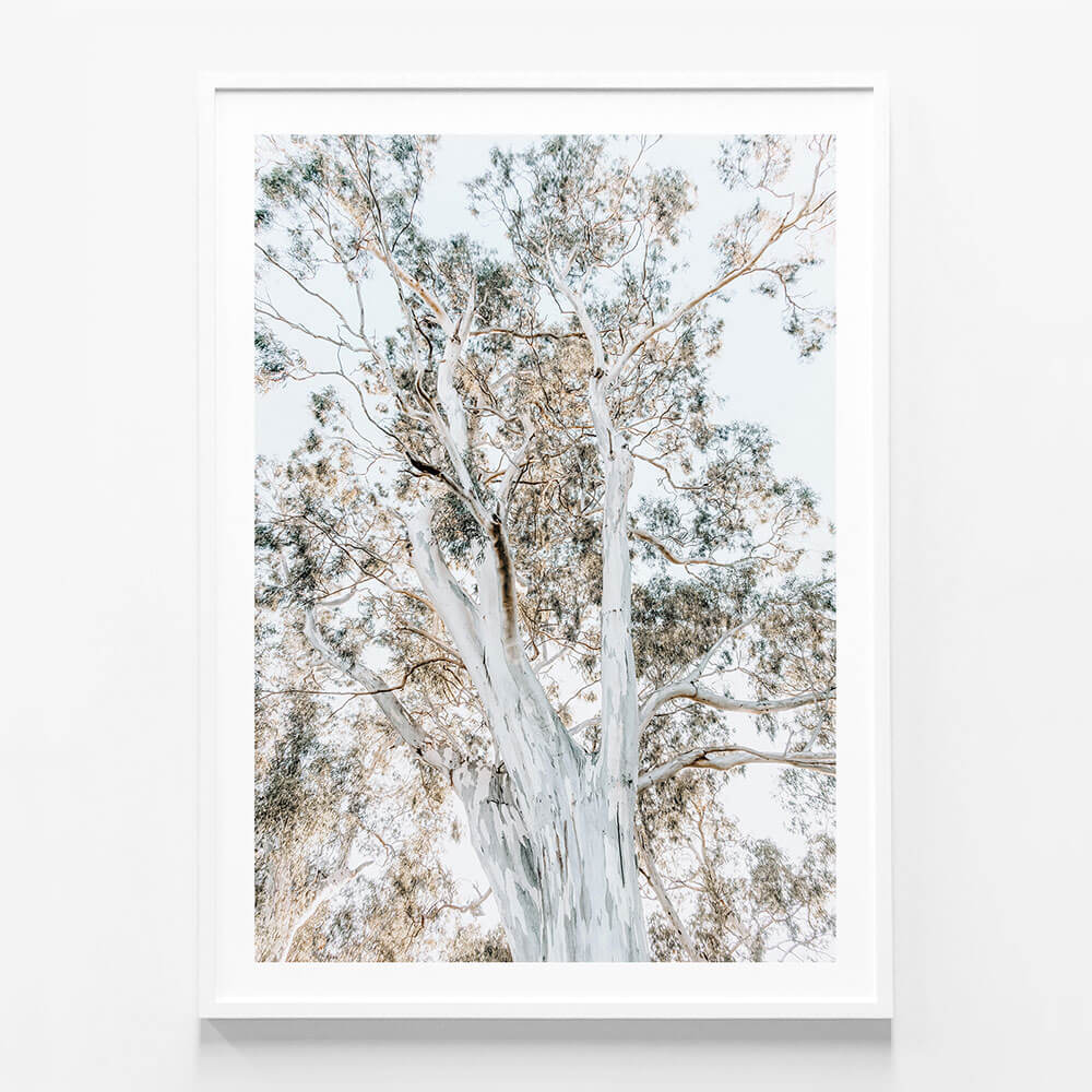 Eucalyptus View No. 2