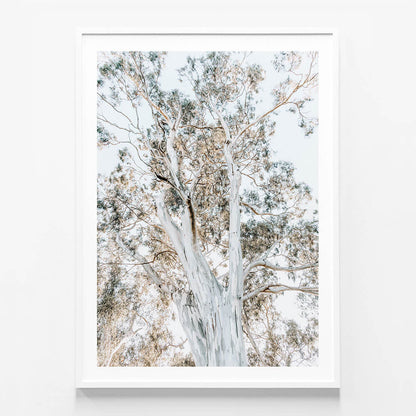 Eucalyptus View No. 2
