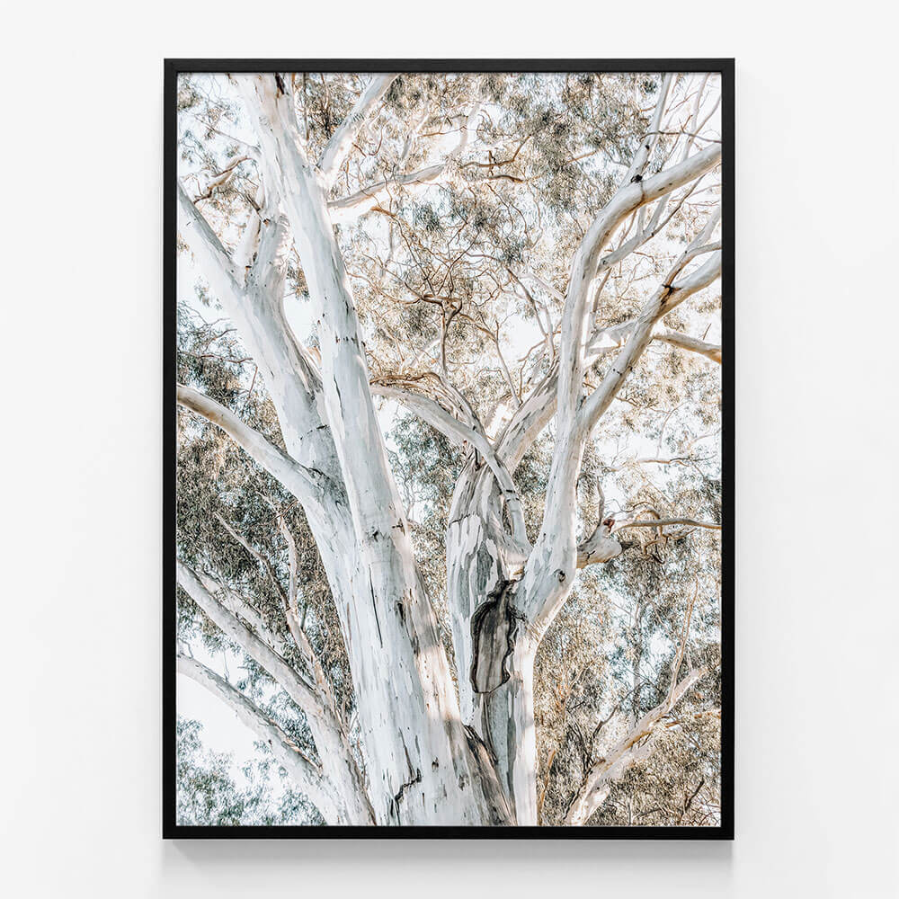 Eucalyptus View No. 3
