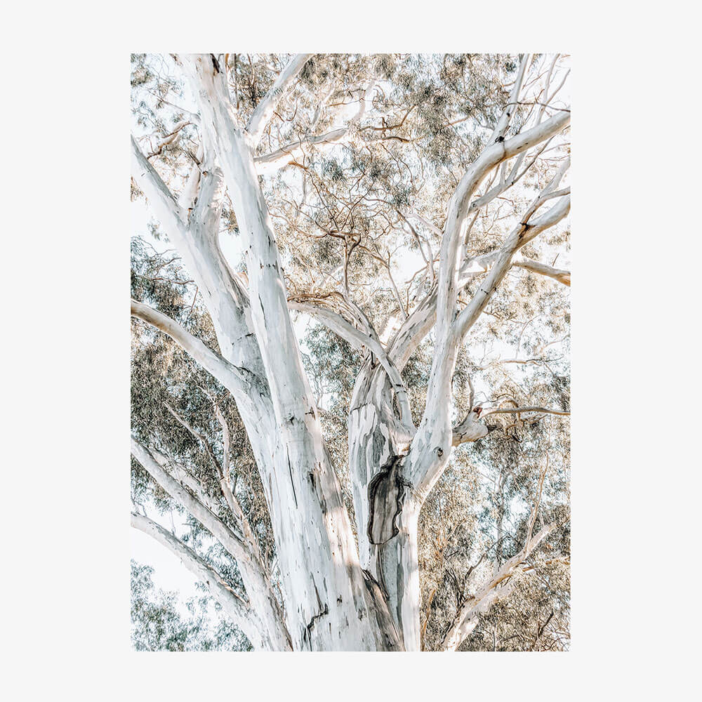 Eucalyptus View No. 3