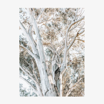 Eucalyptus View No. 3