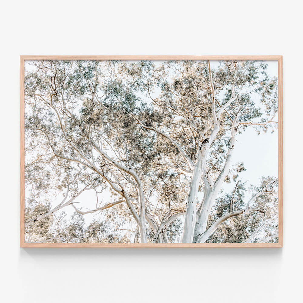 Eucalyptus View No. 4