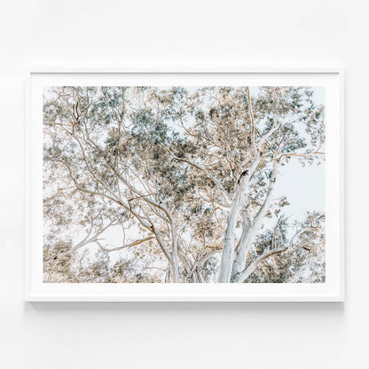 Eucalyptus View No. 4