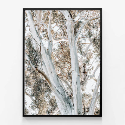 Eucalyptus View