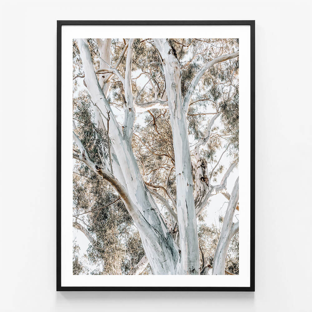 Eucalyptus View