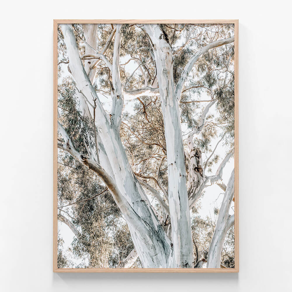 Eucalyptus View