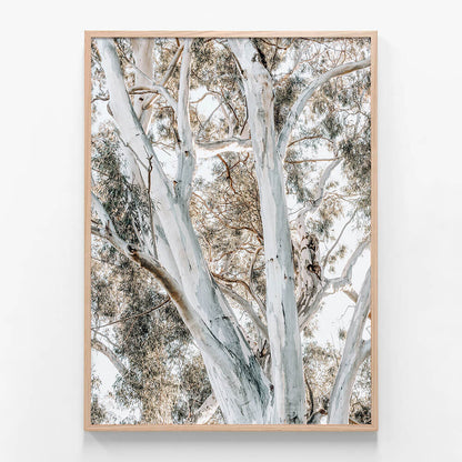 Eucalyptus View