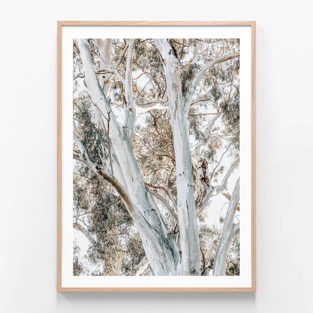 A framed photo print featuring large Eucalyptus Trees
