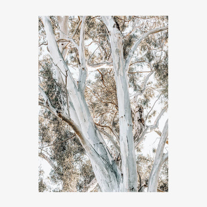 Eucalyptus View