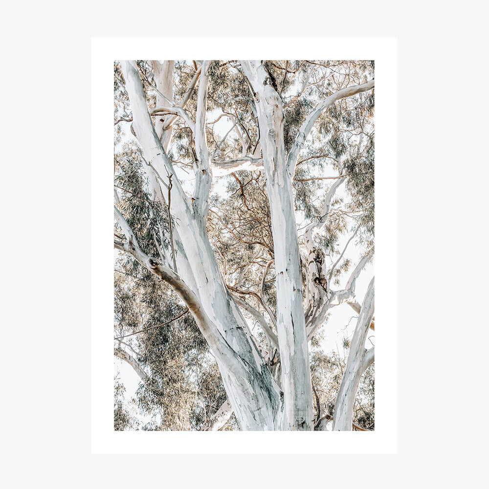 A photo print featuring large Eucalyptus Trees