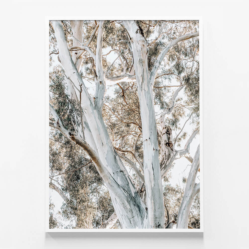 Eucalyptus View