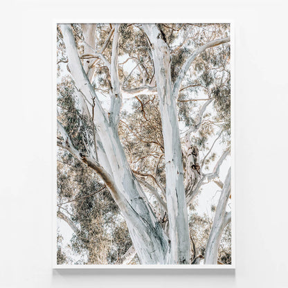 Eucalyptus View