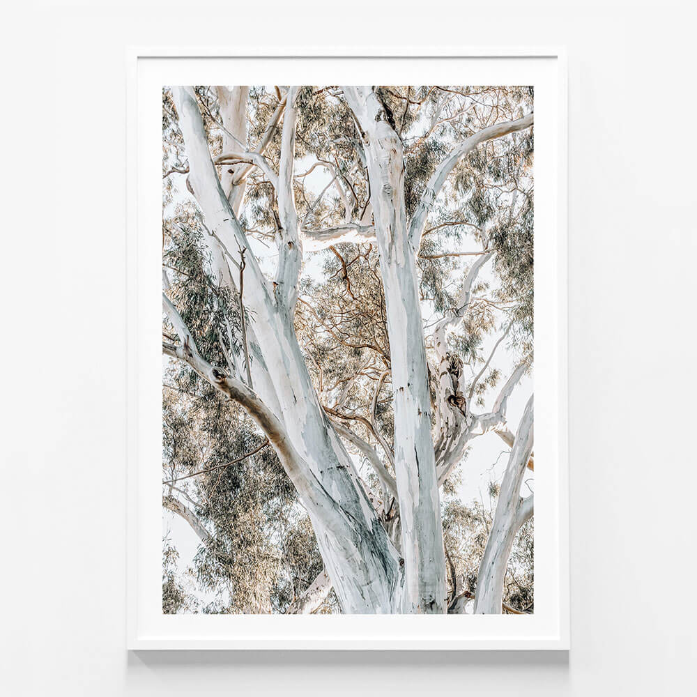 Eucalyptus View
