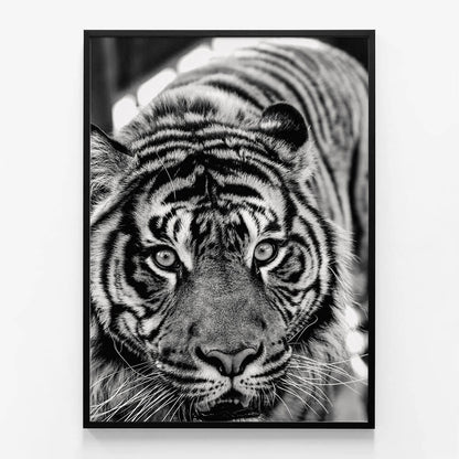 Eye of the Tiger