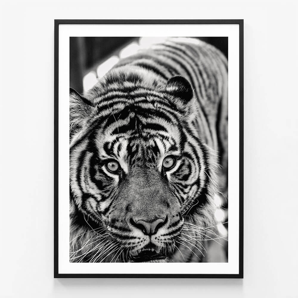 Eye of the Tiger wall art print in black frame