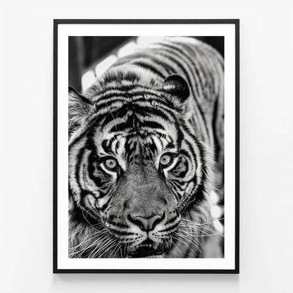 Eye of the Tiger wall art print in black frame