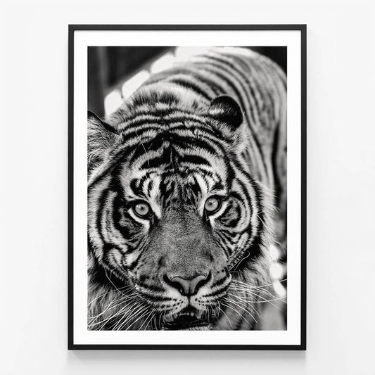 Eye of the Tiger wall art print in black frame
