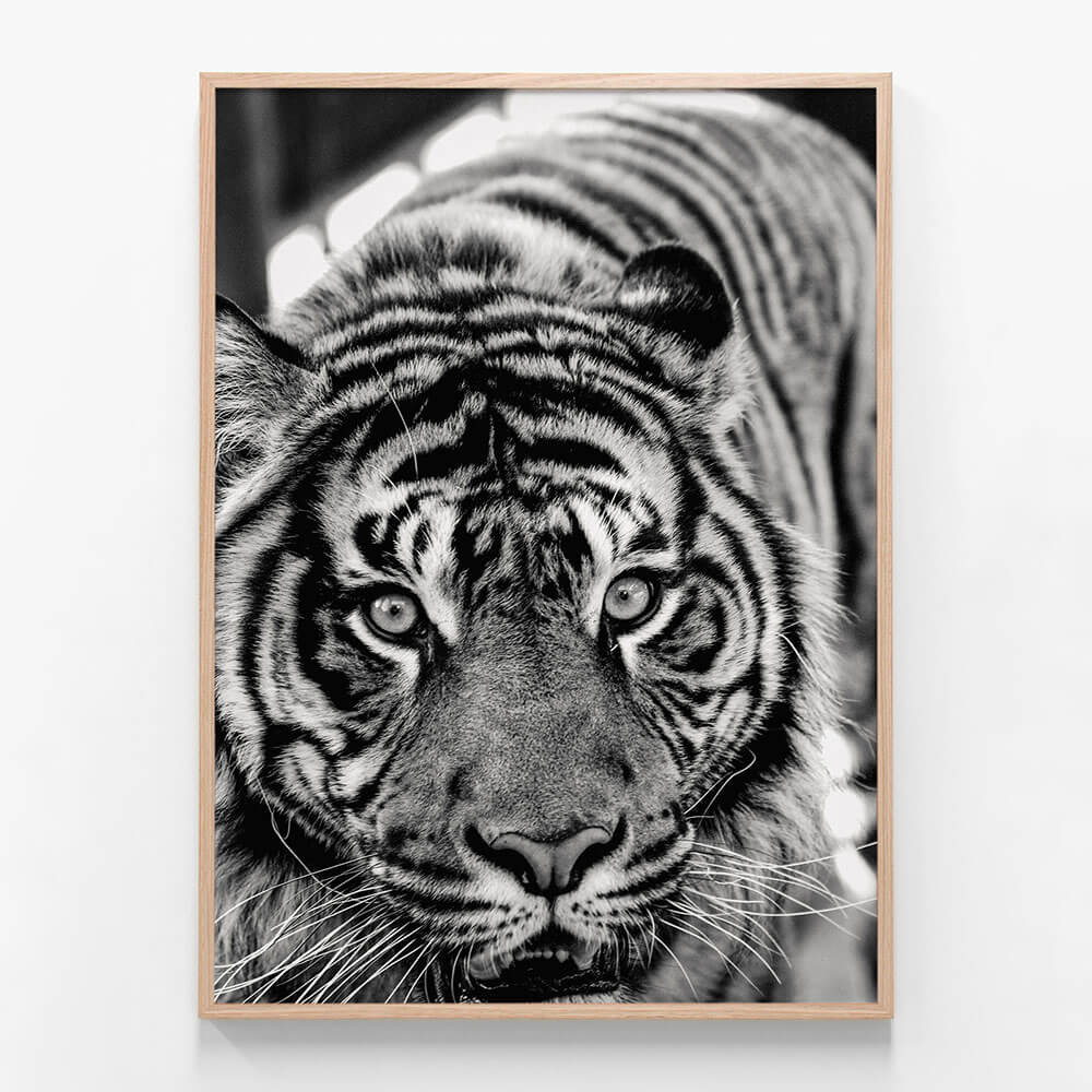 Eye of the Tiger