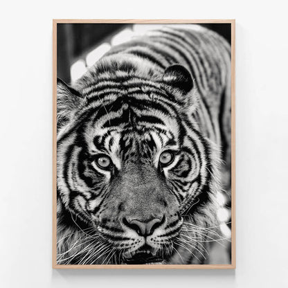 Eye of the Tiger