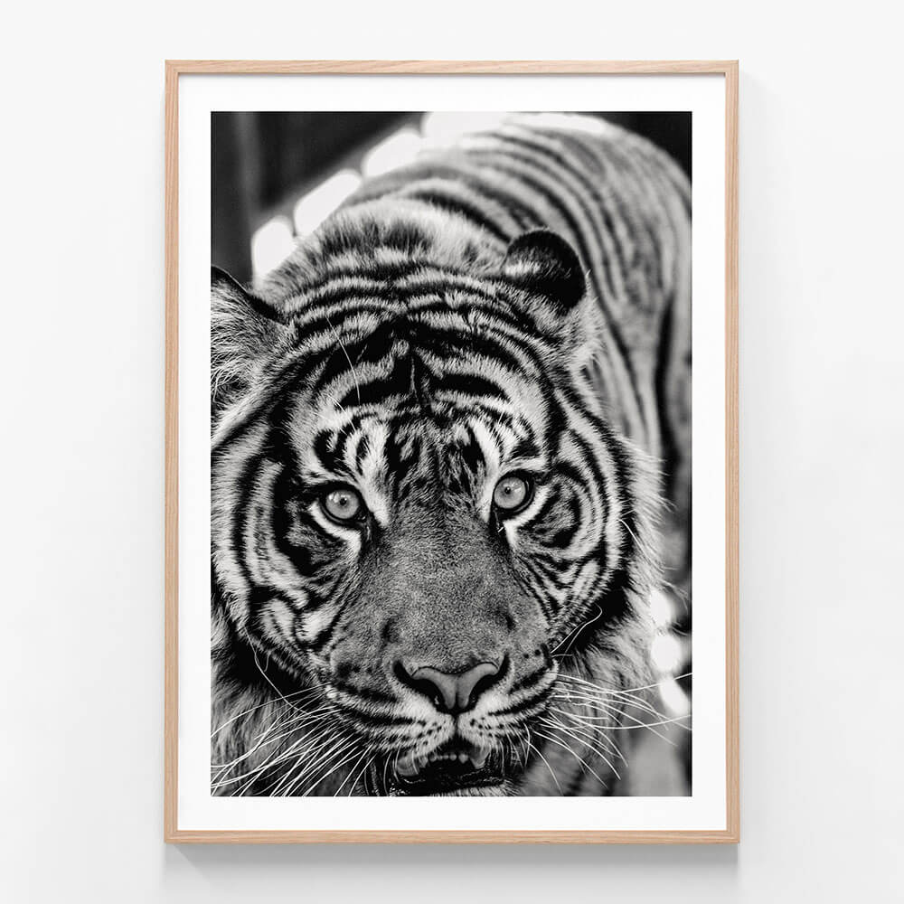 Eye of the Tiger