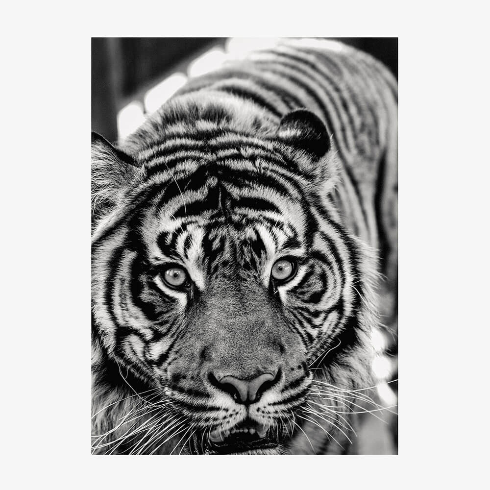 Eye of the Tiger