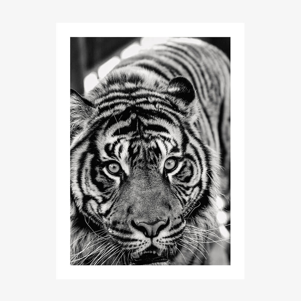 Eye of the Tiger wall art print