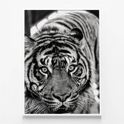 Eye of the Tiger