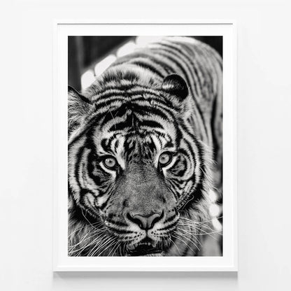 Eye of the Tiger