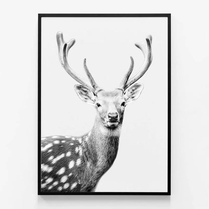 Fallow Deer
