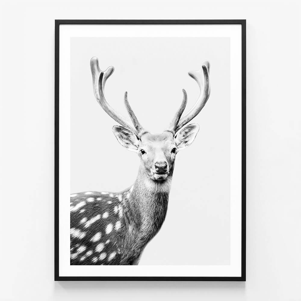 Fallow Deer