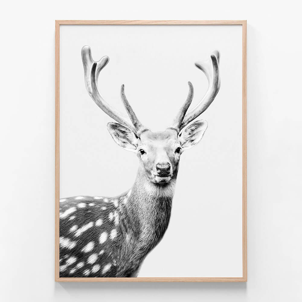 Fallow Deer