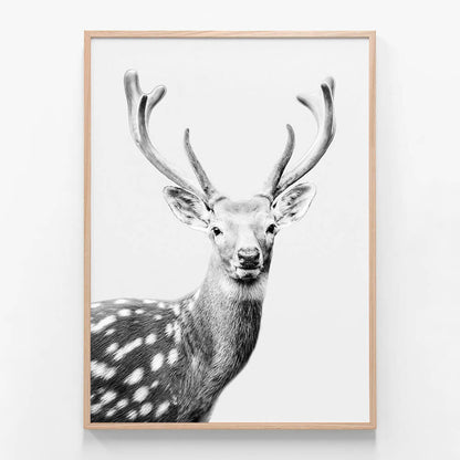 Fallow Deer