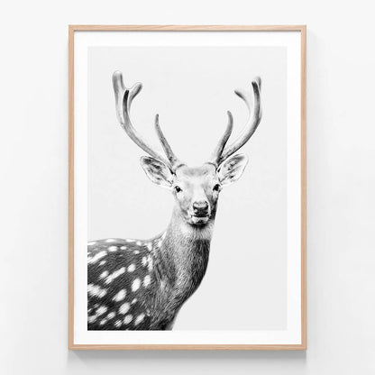 Fallow Deer