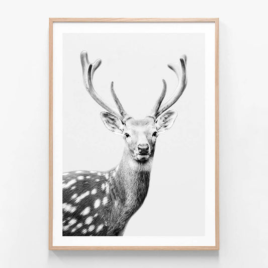 Fallow Deer