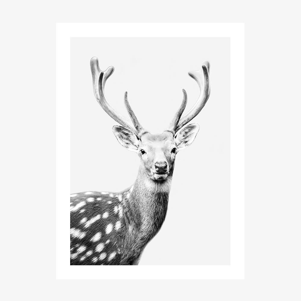 Fallow Deer